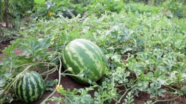 How many watermelons do you get per plant?