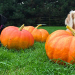 How much canned pumpkin can I give my dog?