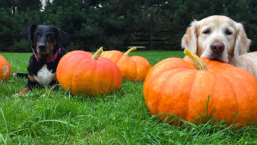 How much canned pumpkin can I give my dog?