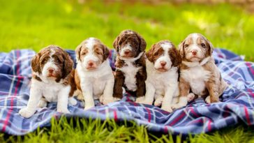 How much do mooncakes cost?