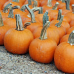 How much do pumpkins cost at the pumpkin patch?