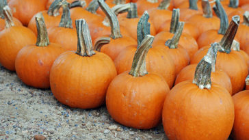 How much do pumpkins cost at the pumpkin patch?