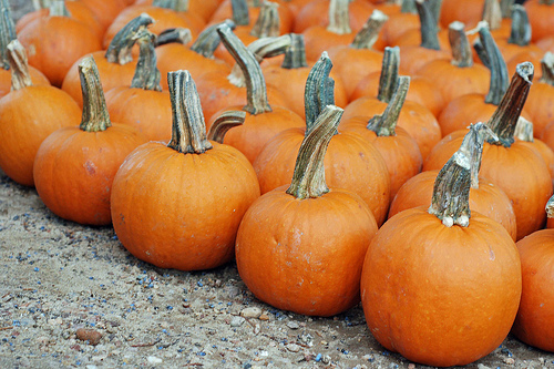 How much do pumpkins cost at the pumpkin patch?
