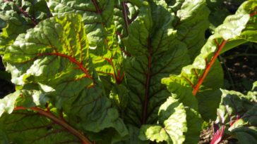 How much does Swiss chard cost?