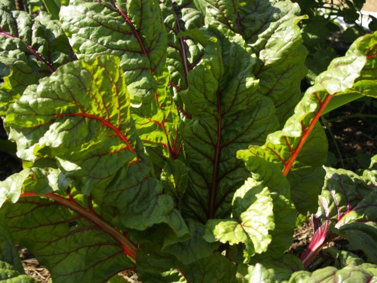How much does Swiss chard cost?