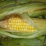 How much is a dozen ears of corn?