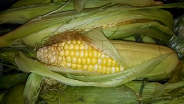 How much is a dozen ears of corn?