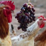How often can chickens eat grapes?