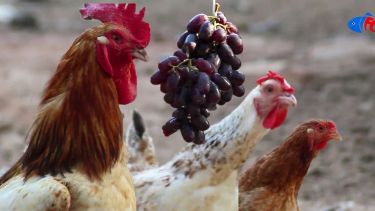 How often can chickens eat grapes?