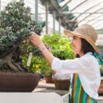 How often should you water a lime tree?