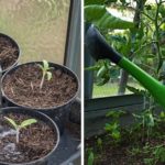 How often should zucchini be watered?