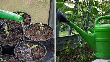 How often should zucchini be watered?