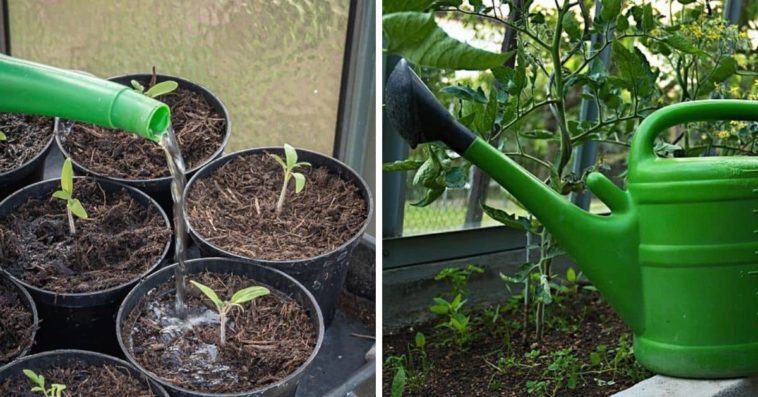 How often should zucchini be watered?