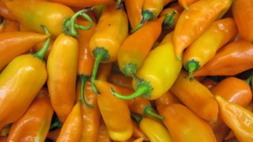 How spicy is aji amarillo?