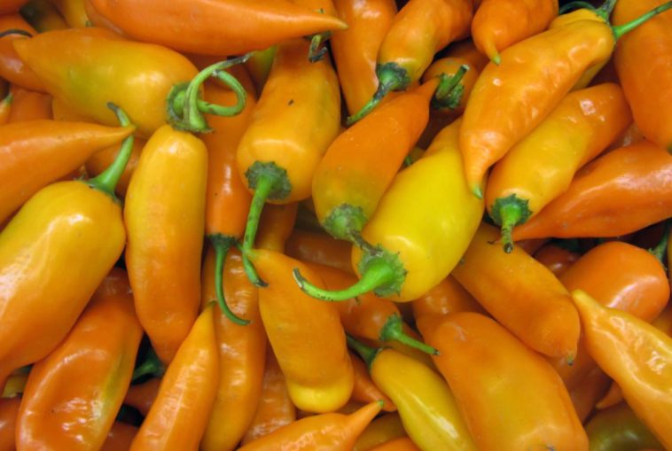 How spicy is aji amarillo?