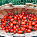 How tall do sugar plum tomatoes grow?