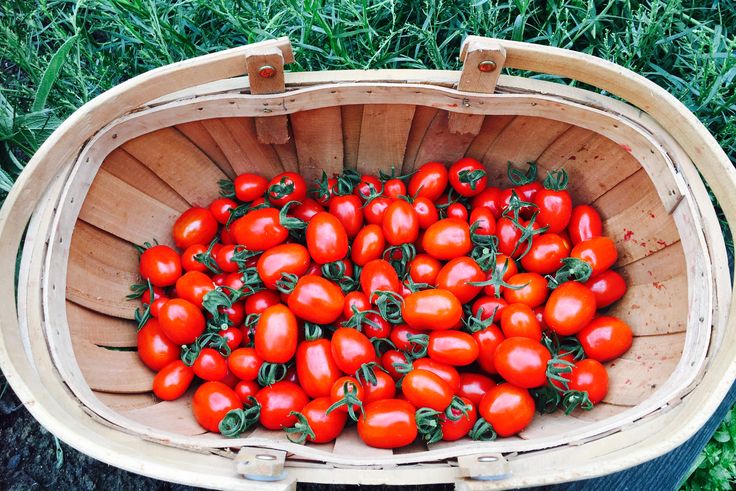 How tall do sugar plum tomatoes grow?
