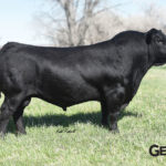 Is Angus better than prime?