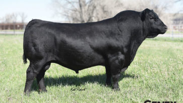 Is Angus better than prime?