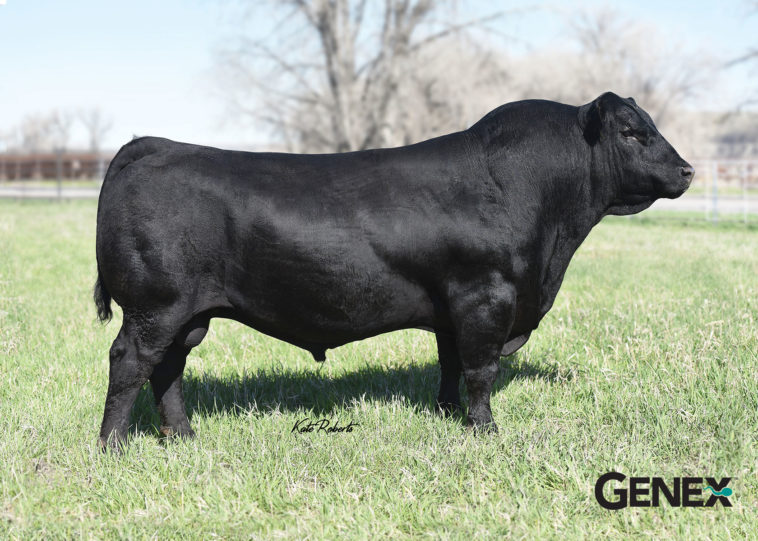 Is Angus better than prime?