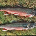 Is Arctic char high in mercury?