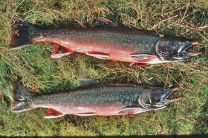 Is Arctic char high in mercury? - Foodly