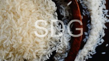 Is Basmati rice a medium-grain?