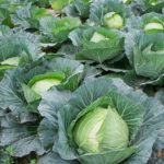 Is Cabbage direct planting?