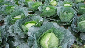 Is Cabbage direct planting?