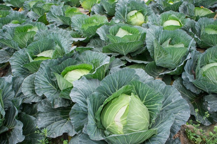 Is Cabbage direct planting?