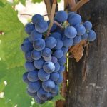 Is Chianti and Sangiovese the same?