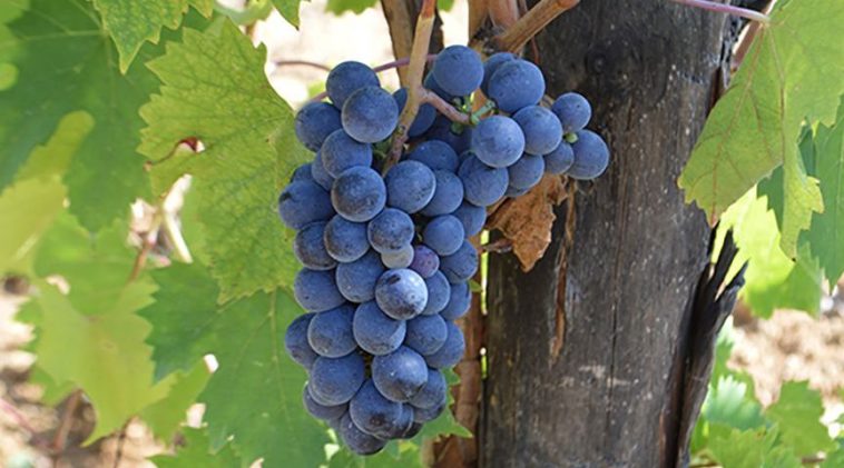 Is Chianti and Sangiovese the same?