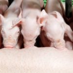 Is Dairy Milk made from pig?