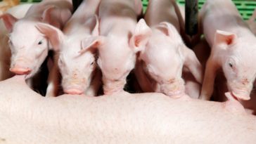 Is Dairy Milk made from pig?