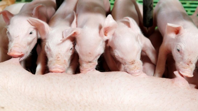 Is Dairy Milk made from pig?