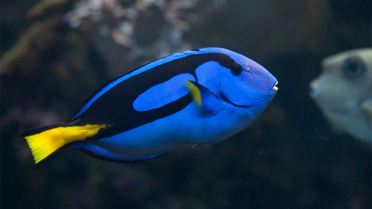 Is Dory fish good?
