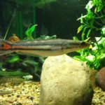 Is Flushing fish illegal?