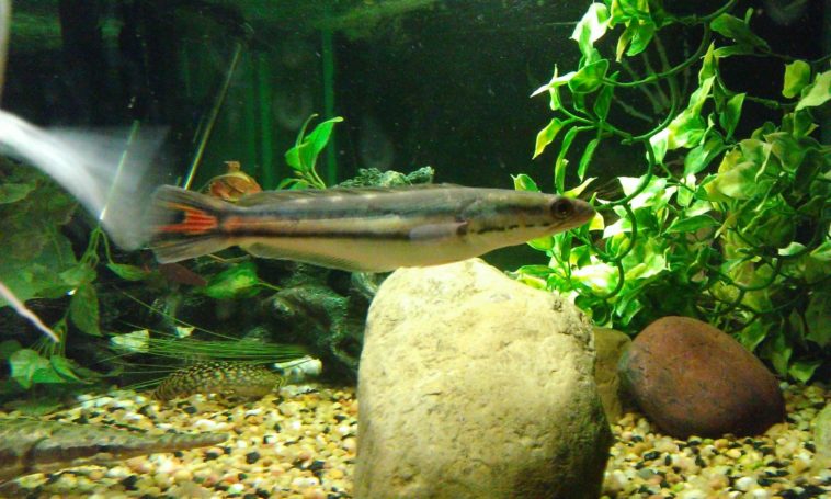 Is Flushing fish illegal?