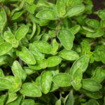 Is Greek oregano healthy?
