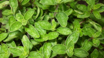Is Greek oregano healthy?