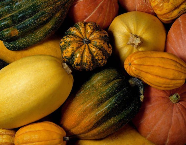 Is Hubbard squash good for you?