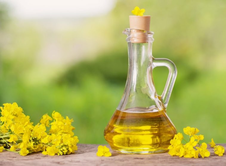 Does canola oil clog your arteries?