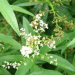 Is Lemon Verbena safe?