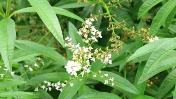 Is Lemon Verbena safe?