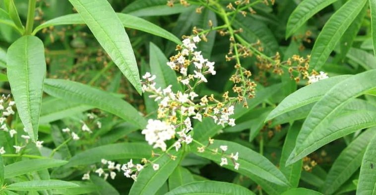 Is Lemon Verbena safe?