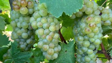 Is Moscato a classy?