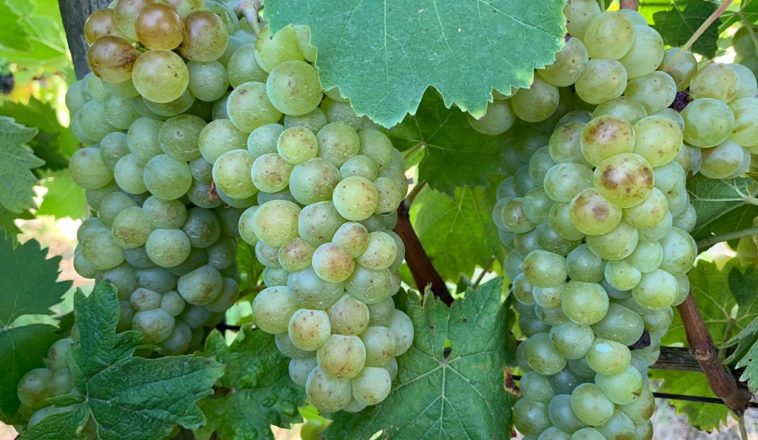 Is Moscato a classy?