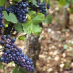 Is Pinot Noir the same as Burgundy?