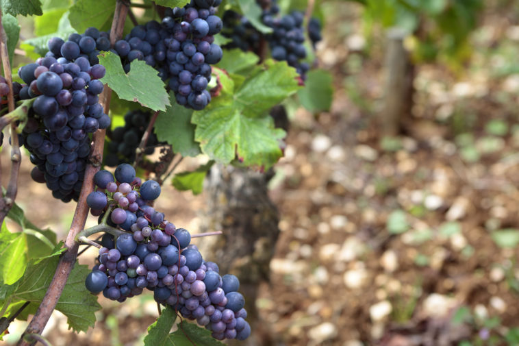 Is Pinot Noir the same as Burgundy?