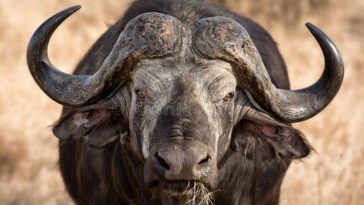 Is a buffalo stronger than a bull?